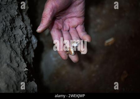 (240126) -- PECHINO, 26 gennaio 2024 (Xinhua) -- questa foto scattata il 24 gennaio 2024 mostra campioni archeologici rinvenuti dal sito di Chuandong nella contea di Puding, nella provincia di Guizhou nella Cina sud-occidentale. Grandi quantità di manufatti fatti fatti fatti di pietra, osso e corno sono stati rinvenuti nel sito di Chuandong nella contea di Puding, nella provincia di Guizhou della Cina sud-occidentale, indicando attività umane preistoriche risalenti a più di 55.000 anni fa. Si ritiene che il sito di Chuandong, scoperto per la prima volta nel 1978, sia esistito tra la fine del Paleolitico medio, il tardo Paleolitico e l'età neolitica. Oltre t Foto Stock