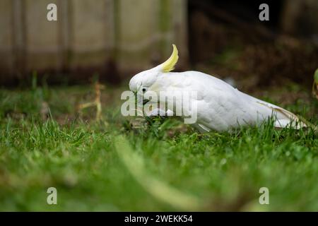 Cockatoo bianco e corella arroccati su un albero di gomma nell'entroterra australiano. Uccelli nativi australiani in un albero Foto Stock