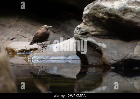 Brown Dipper, Cinclus pallasii, uccello seduto su una roccia vicino all'acqua Foto Stock