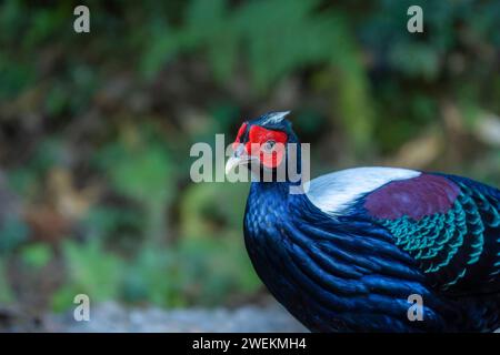 Fagiano di Swinhoe, Lophura swinhoii, uccello endemico di Taiwan, fagiano maschio nella foresta di Taiwan Foto Stock