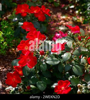 Primo piano dei fiori rossi e delle foglie verdi della rosa Rosa Home Run. Foto Stock