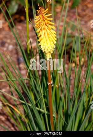 Primo piano del fiore d'arancio giallo della fioritura estiva pianta erbacea perenne da giardino Kniphofia scintillante scettro. Foto Stock