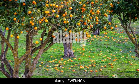 Arancio, Randa, comune di Algaida, Maiorca, Isole Baleari, Spagna Foto Stock