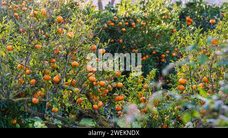 Arancio, Randa, comune di Algaida, Maiorca, Isole Baleari, Spagna Foto Stock