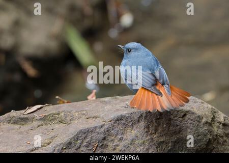 Plumbeous Water Redstart, uccello arroccato su un bosco, uccello seduto su una roccia, uccello nella foresta di Taiwan Foto Stock