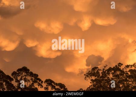 Nubi mammatus che si formano al tramonto sopra Tamborine Mountain, Australia, e che prevedono una tempesta imminente. Le tasche sono appese sotto le nuvole cummulonimbus. Foto Stock