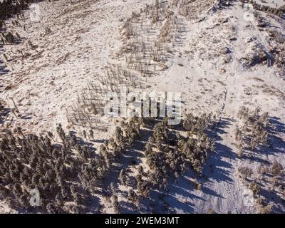 Una foto aerea mozzafiato che cattura la bellezza incontaminata del paesaggio invernale di Altai, con alberi e terreni innevati. Foto Stock