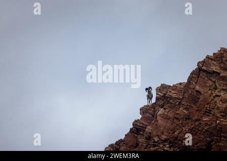 Argali, Ovis ammon, Tsokar, Ladakh, India Foto Stock