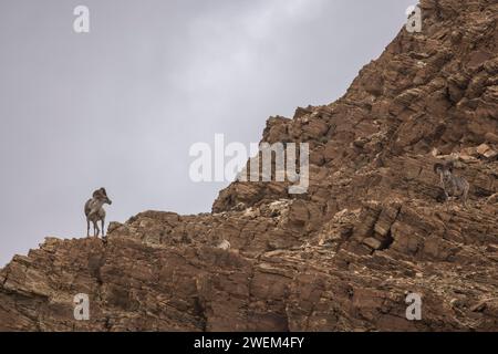 Argali, Ovis ammon, Tsokar, Ladakh, India Foto Stock