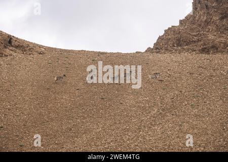 Argali, Ovis ammon, Tsokar, Ladakh, India Foto Stock