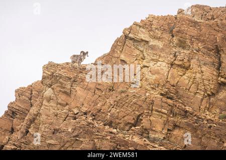 Argali, Ovis ammon, Tsokar, Ladakh, India Foto Stock