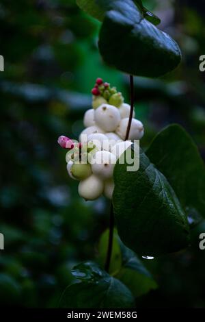 Frutti bianchi della nevosa su un ramo di un cespuglio Foto Stock