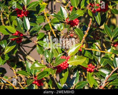 Redwing Bird che si nutre di bacche rosse in un Holly Tree Foto Stock