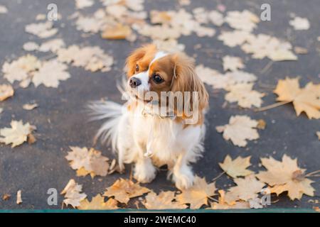 in autunno, il cane del cavalier re charles spaniel è seduto all'aperto Foto Stock