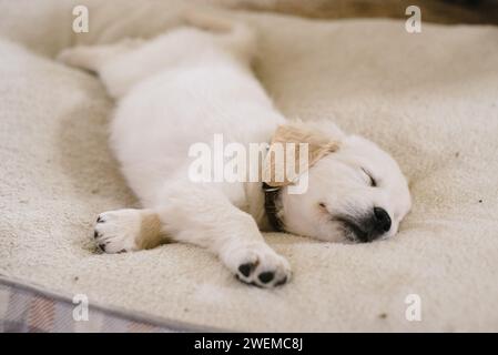 Cucciolo dorato dorato su lettino per cani neutro Foto Stock