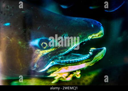 Chinook Salmon Close Up Issaquah Hatchery Washington State Foto Stock