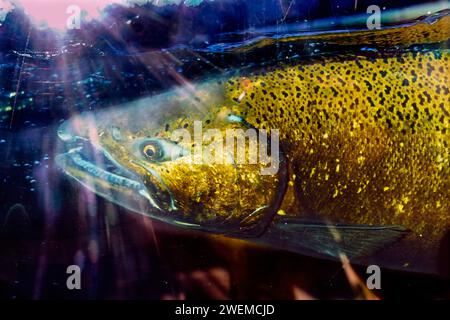 Chinook Salmon Close Up Issaquah Hatchery Washington State Foto Stock