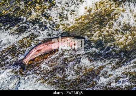 Colorata diga di salto al salmone rosa, Issaquah Creek, Wahington Foto Stock