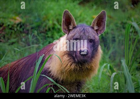 Brown Hyena nella Savana Foto Stock