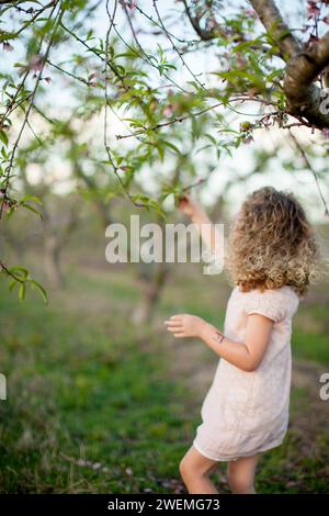 La bambina con i capelli ricci preleva la fioritura di pesca dal ramo Foto Stock