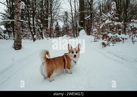 Il cane Corgi ci guarda nella foresta invernale Foto Stock