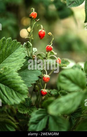 Primo piano della piccola fragola rossa che cresce sulla pianta Foto Stock