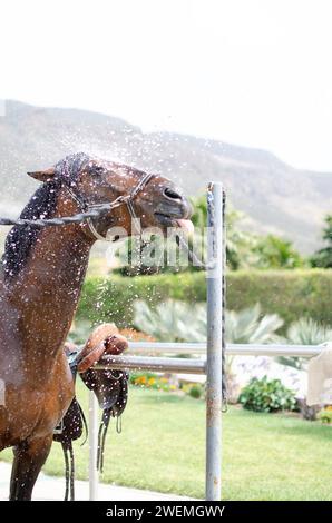 Il Cavallo bruno si arrabbia con la lingua che attacca l'acqua Foto Stock