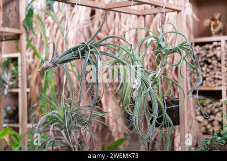 Bellissime foglie di platycerio, felce di corno, corna di cervo, foglie a forma di corno di cervo sulla parete. Foto Stock