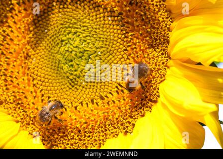 Due api cardinali comuni (Bombus pascuorum), api selvatiche che raccolgono polline e nettare sul fiore giallo brillante di un girasole (Helianthus annuus) Foto Stock