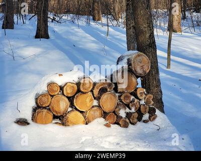Tronchi ricoperti di neve, preparando legna da ardere Foto Stock