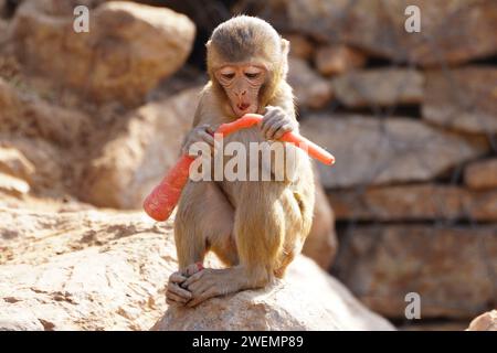 Pushkar, India. 25 gennaio 2024. Scimmie che mangiano carote a Pushkar, Rajasthan, India, il 25 gennaio 2024. Foto di ABACAPRESS.COM Credit: Abaca Press/Alamy Live News Foto Stock