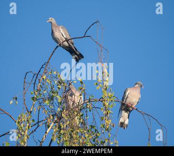 Piccione di legno comune (Columba palumbus), giovane uccello e adulto seduto in una betulla (Betula), bassa Sassonia, Germania Foto Stock