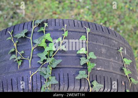 edera in crescita rispetto agli pneumatici per auto scaricati Foto Stock