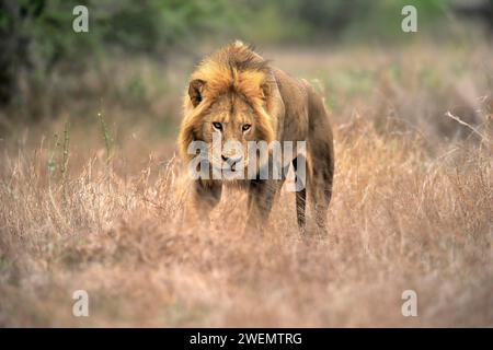 Lion (Panthera leo), adulto, maschio, vigilante, Sabi Sand Game Reserve, Kruger National Park, Kruger National Park, Sudafrica Foto Stock