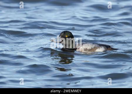 Uccello maschio adulto su un lago, Cambridgeshire, Inghilterra, Regno Unito Foto Stock