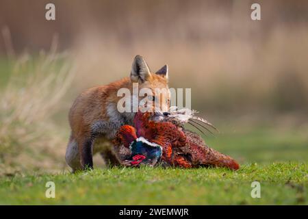 Volpe rossa (Vulpes vulpes) animale adulto portatore di un fagiano comune morto (Phasianus colchicus), Bedfordshire, Inghilterra, Regno Unito Foto Stock