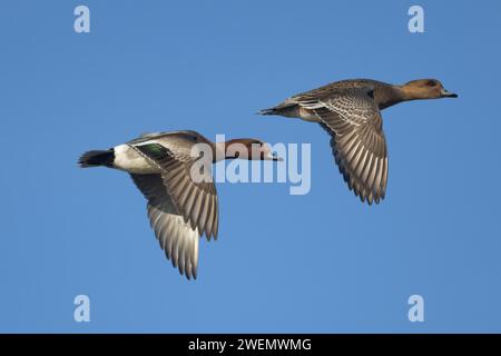 Anatra fertile eurasiatica (Mareca penelope) uccelli maschi e femmine adulti in volo, Norfolk, Inghilterra, Regno Unito Foto Stock