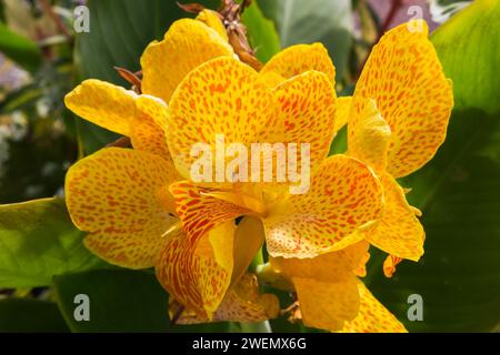 Indian Shot giallo e arancione (canna) in estate, Quebec, Canada Foto Stock