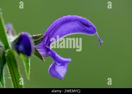 clary prato (Salvia pratensis), fiore singolo, su un prato selvatico, Nettetal, Renania settentrionale-Vestfalia, Germania Foto Stock