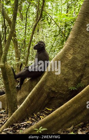 Macaco crestato (Macaca nigra) questo scatto è stato realizzato nel Parco Nazionale di Tangkoko a Sulawesi, Indonesia Foto Stock