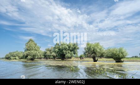 Vista dal canale verso questi grandi salici Delta del Danubio Romania Foto Stock