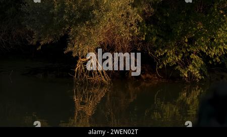 Vista dal canale di luce mattutina Delta del Danubio Romania Foto Stock