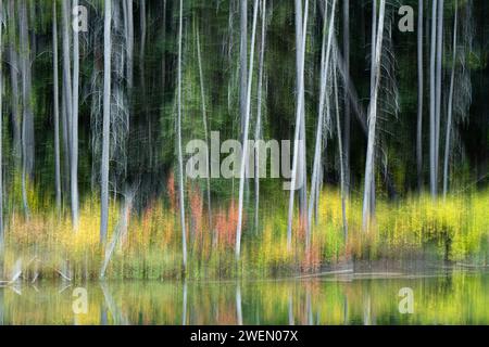 Foresta di betulle sul lago, Rockys Mountain Alberta Canada Foto Stock