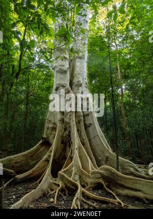 Jant Tree nella giungla, Parco Nazionale di Tangkoko Sulawesi indonesia Foto Stock