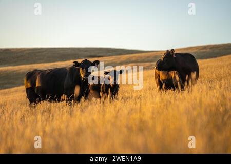 Rigenerativo Stud Angus, wagyu, Murray grigio, mucche da latte e manzo e tori pascolo su erba e pascolo in un campo. Gli animali sono biologici e liberi r Foto Stock