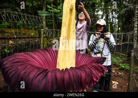 Bandung, Giava Occidentale, Indonesia. 26 gennaio 2024. I visitatori scattano una foto del gigantesco fiore del cadavere, l'Amorphopallus Titanium, nella IR Djuanda Grand Forest Park Conservation area, Bandung. Questo fiore, che fiorisce con un'altezza di 207 centimetri e un diametro di 80 centimetri, è una pianta classificata come rara secondo l'Unione internazionale per la conservazione della natura/IUCN ed è protetta dal regolamento governativo n. 7 del 1999 in Indonesia. Questo fiore è una pianta di taro endemica di Sumatra, Indonesia, conosciuta come la pianta con i fiori più grandi del mondo. (Merito i Foto Stock