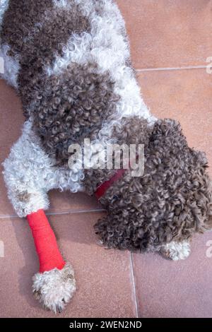 primo piano del cane ferito con gamba bendata Foto Stock