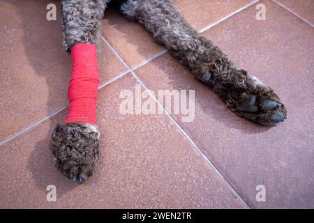 primo piano del cane ferito con gamba bendata Foto Stock