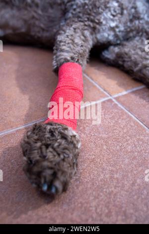 primo piano del cane con gamba bendata Foto Stock