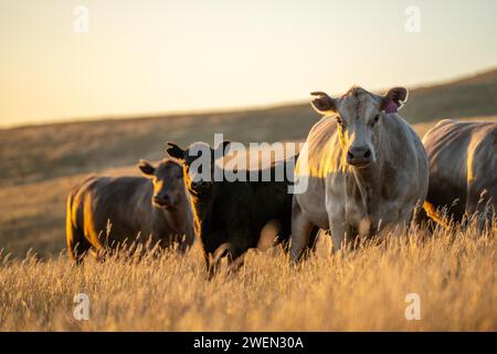 Rigenerativo Stud Angus, wagyu, Murray grigio, mucche da latte e manzo e tori pascolo su erba e pascolo in un campo. Gli animali sono biologici e liberi r Foto Stock